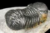 Austerops Trilobite - Nice Eye Facets & Preparation #127017-5